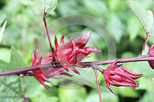 RosellaÃ¢â¬â¹ flowerÃ¢â¬â¹sÃ¢â¬â¹ onÃ¢â¬â¹ theÃ¢â¬â¹ treeÃ¢â¬â¹ inÃ¢â¬â¹ theÃ¢â¬â¹ organicÃ¢â¬â¹ garden.Ã¢â¬â¹ RedÃ¢â¬â¹ realÃ¢â¬â¹ flowerÃ¢â¬â¹sÃ¢â¬â¹ inÃ¢â¬â¹ theÃ¢â¬â¹ nature. photo